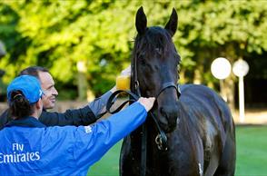 Update from Chris leading into the July Cup