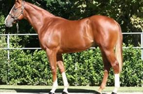 Super Win for Willie