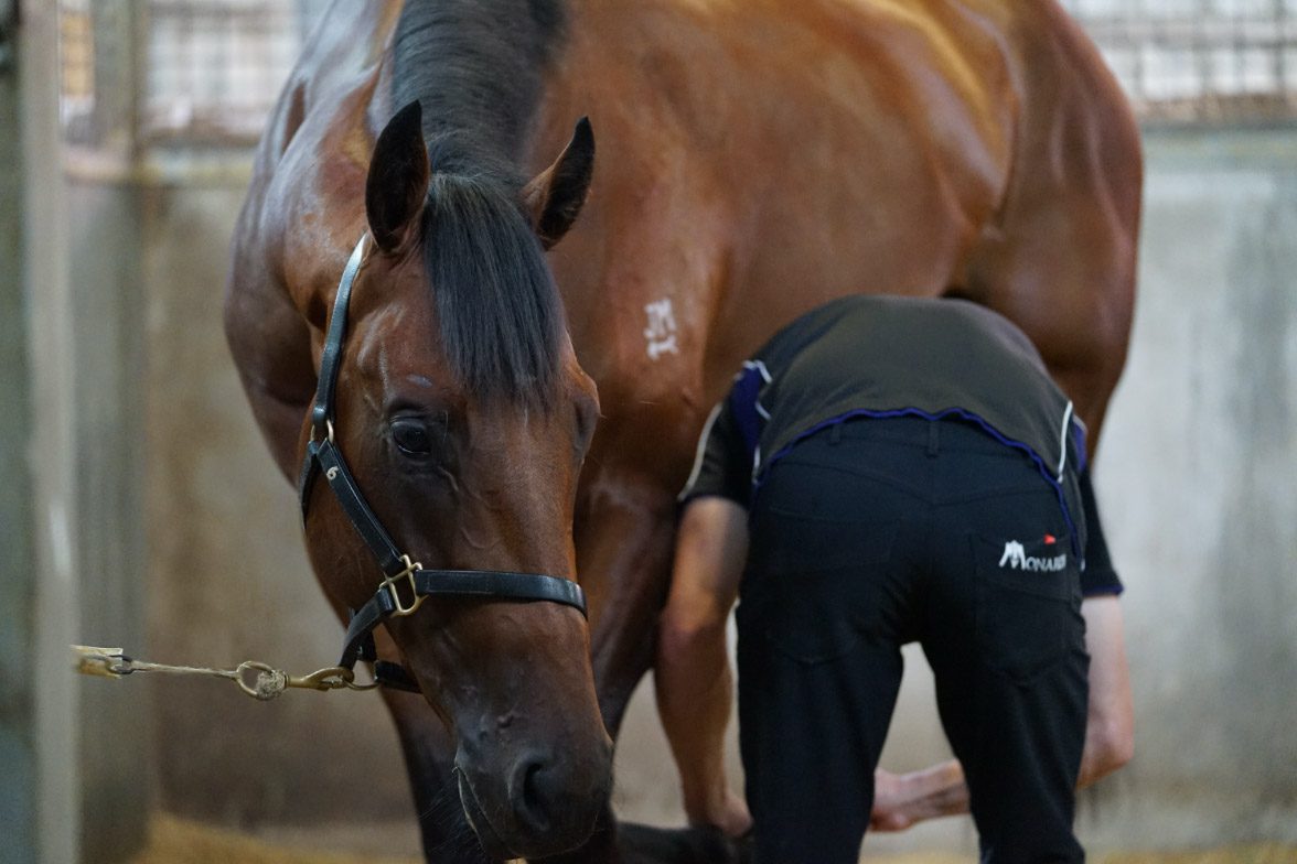 Life of a Thoroughbred CWR