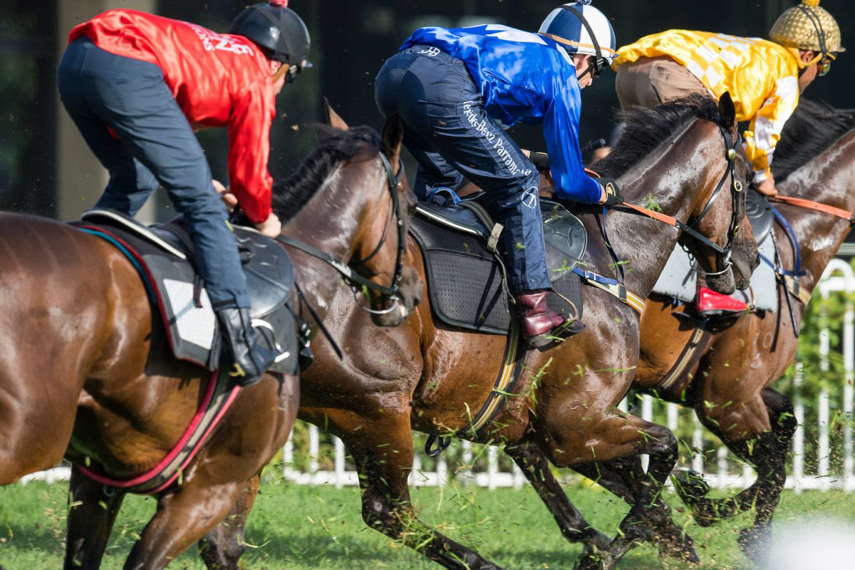 Life of a Thoroughbred CWR