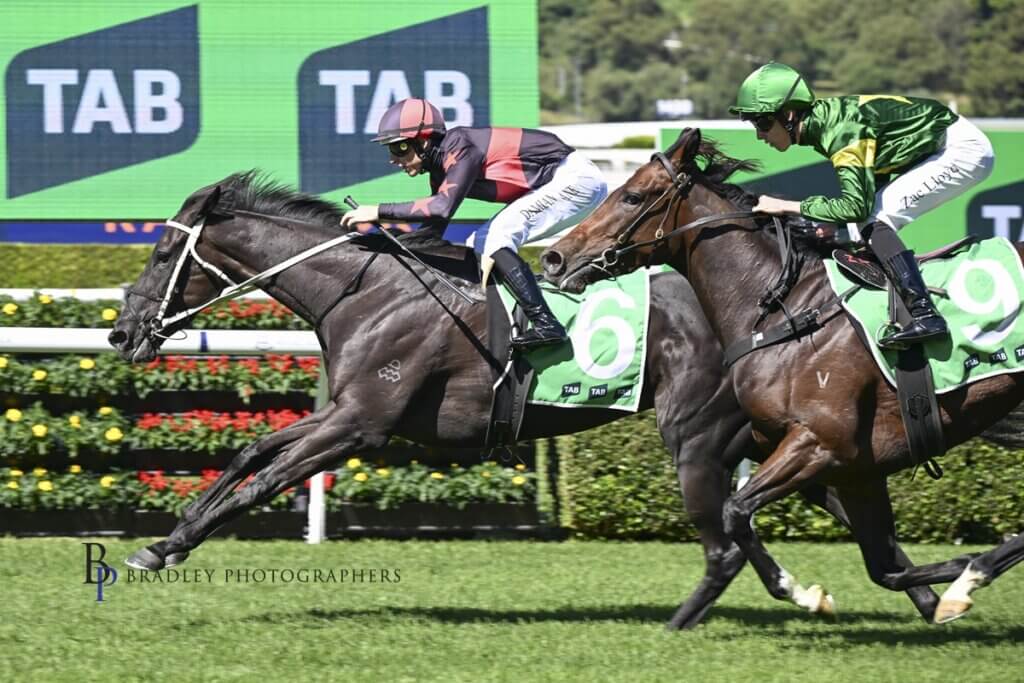 Belle Detelle denies favourite in brave Adrian Knox victory