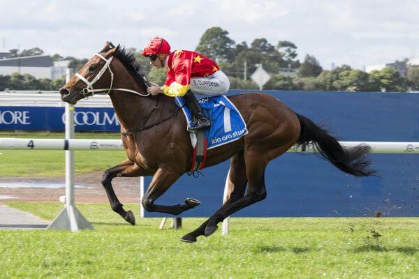 Well Named Invincible 2YO Colt Salutes