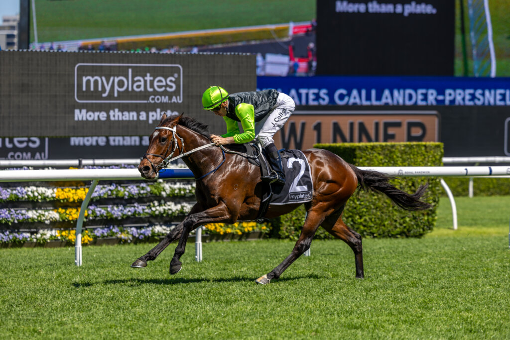 Star Colt Central Europe – Best Maiden in Australia No More