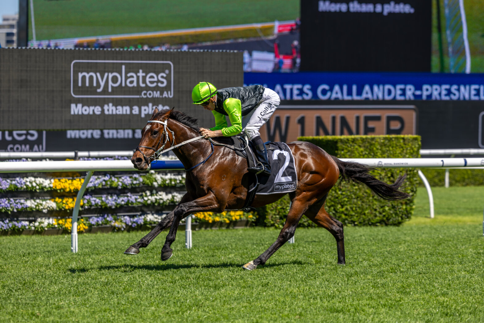 Star Colt Central Europe – Best Maiden in Australia No More